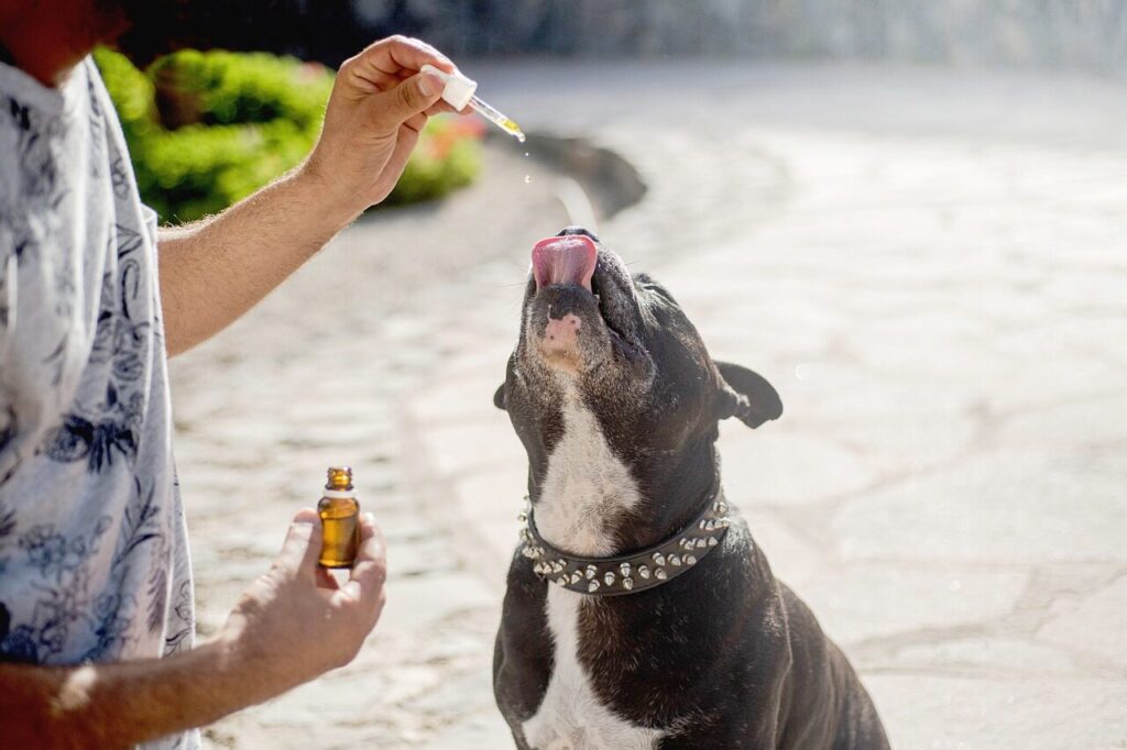 cbd oil dogs, cbd oil pets, hemp oil dog, pet, animal, dog, staffy, staffordshire bull terrier