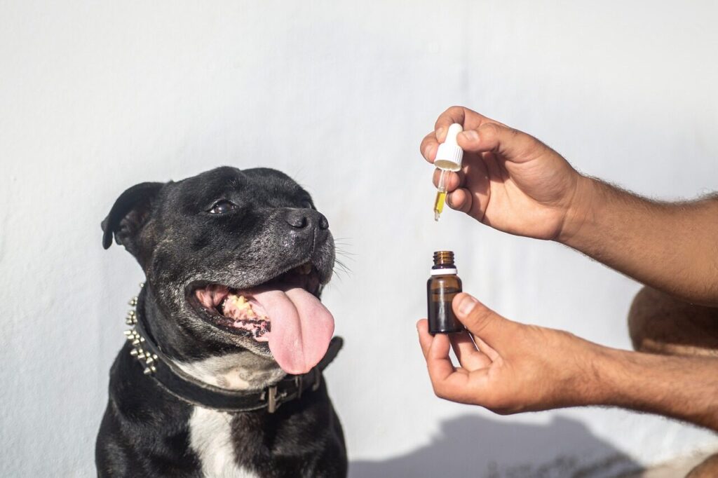 Olej CBD dla psów jako produkt konopny w świadomym wyborze opiekuna cbd oil dogs, pet, cbd oil pets, hemp oil dog, dog, staffy, animal, staffordshire bull terrier