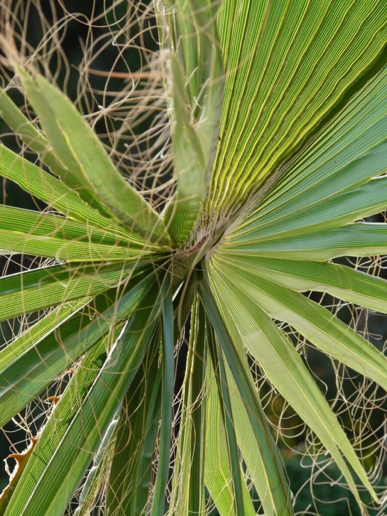 james, palm fronds, washington palm, fan palm, light green, plug, white fiber, leaves, california washingtonpalme, washingtonia filifera, multi threaded washingtonie, palm, threads, coryphoideae, palm trees, arecaceae, carpal mate leaves, fan shaped, leaf ribs, biodata, palm tree, plant, palm fan, close up, flora, botany, sheet threads, fibers, nature, papyrus like, chinese hanfpalme, trachycarpus fortunei, hemp palm, trachycapu fortunei