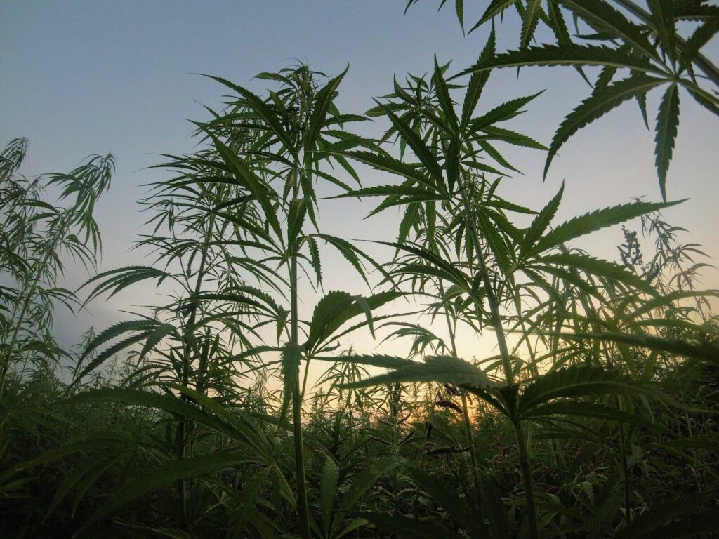 Konopie dzikie jako roślina pogranicza natury, historii i odpowiedzialnej wiedzy o konopiach green cannabis plants during daytime