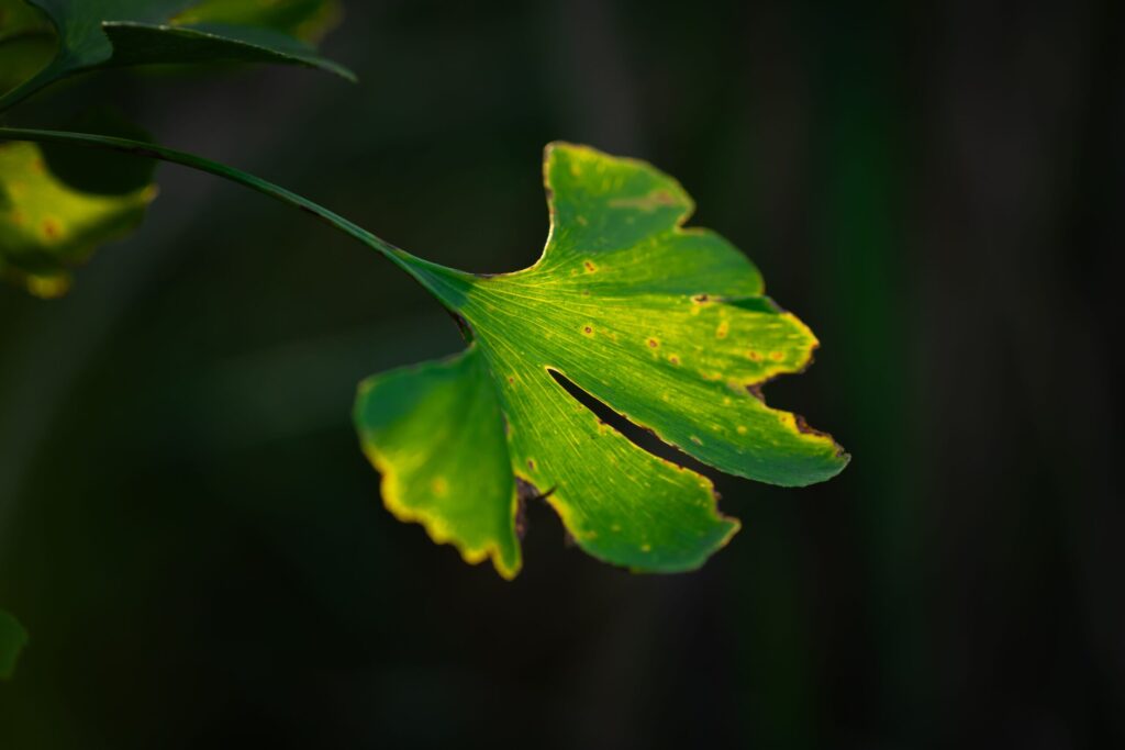 Ginkgo biloba – właściwości, zastosowanie, działanie i bezpieczna suplementacja pexels 2160634325 37938374 scaled 1
