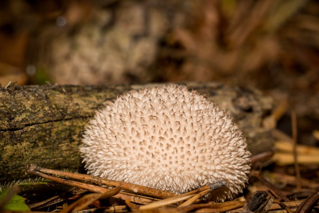 Lion’s mane – właściwości, zastosowanie i bezpieczne stosowanie soplówki jeżowatej pexels michalrobak 33975136 scaled 1