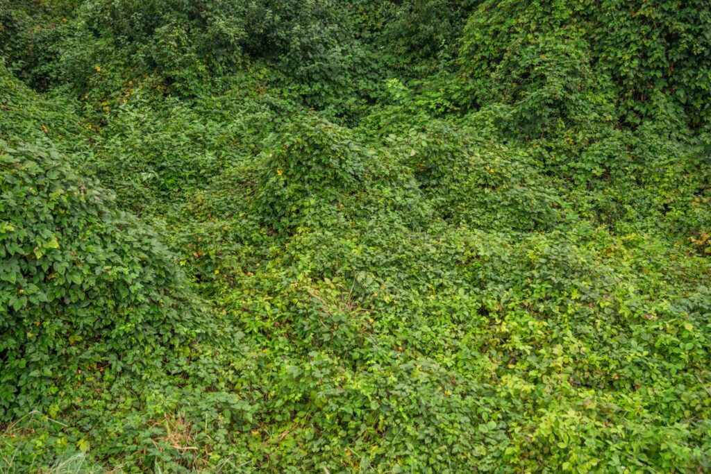 Kudzu – właściwości, zastosowanie, skład i bezpieczne korzystanie z korzenia rośliny pexels shox 28318853 scaled 1