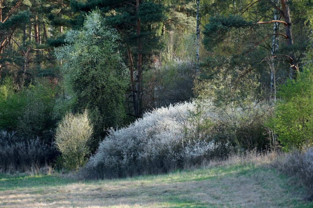 Czeremcha zwyczajna – właściwości, owoce, zastosowanie i znaczenie w przyrodzie pexels szafran 37369762 scaled 1