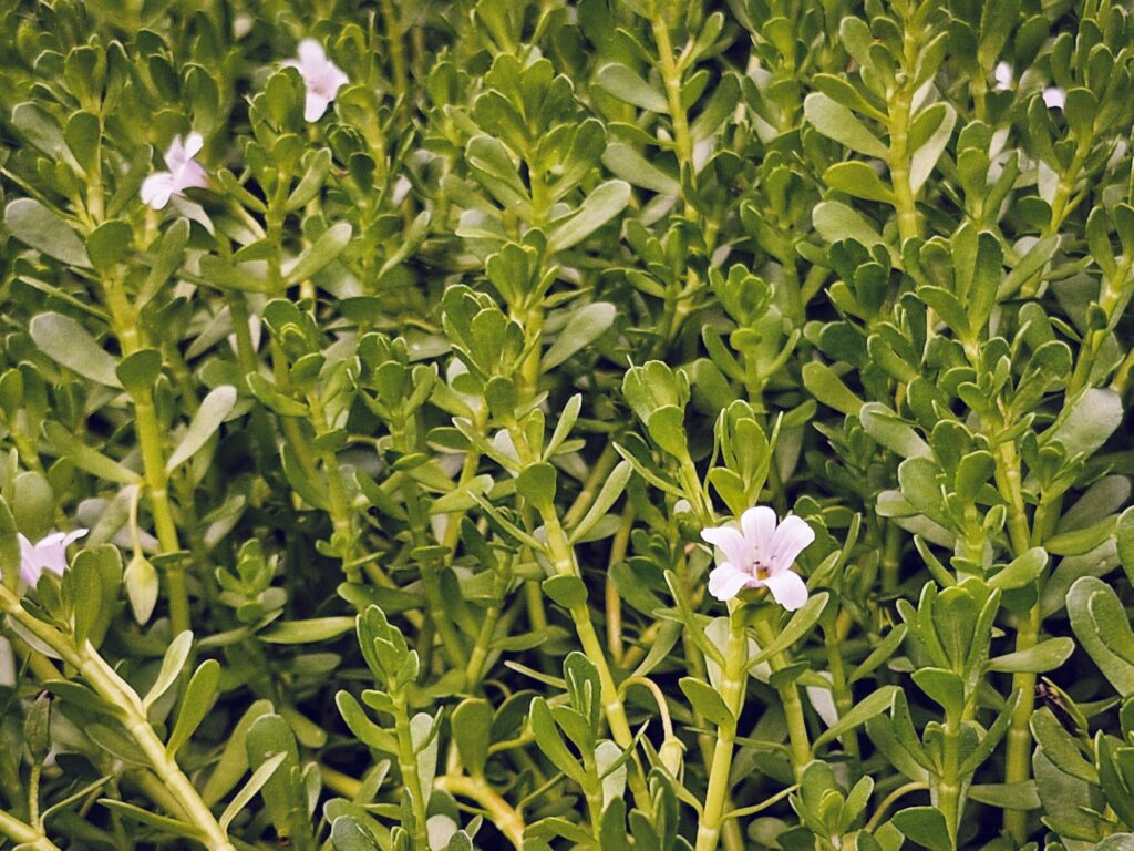 Brahmi Bacopa monnieri – właściwości, działanie, stosowanie i bezpieczeństwo suplementacji pexels vkm3073 32761885 scaled 1